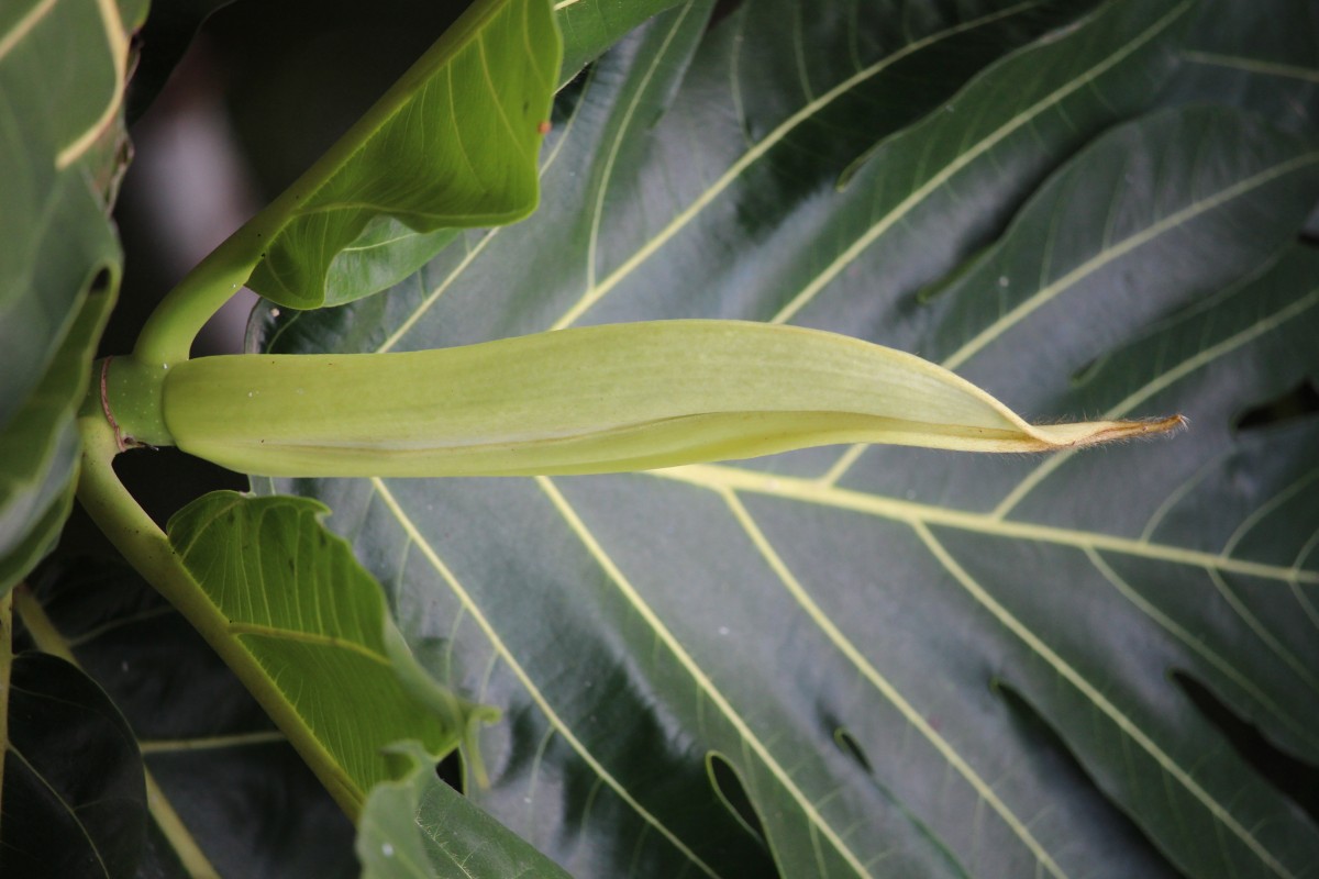 Artocarpus altilis (Parkinson) Fosberg